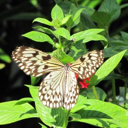 All about the Migraine…. part 3