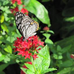 Migraine medications to the rescue…..adjunct and combination therapies