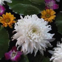 Revisiting migraine: supplements