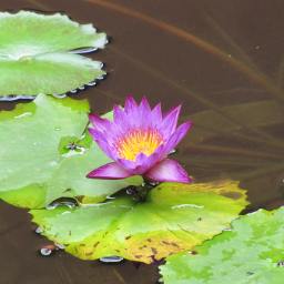 Migraine case studies, part 2