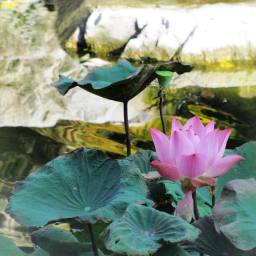 All about the Migraine….part 2