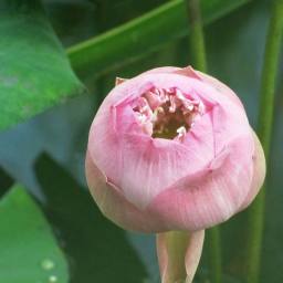 All about the Migraine…. part 1