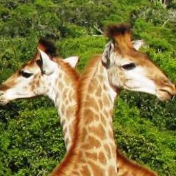 Migraine and concussion case study