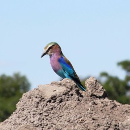 School and the patient with headache