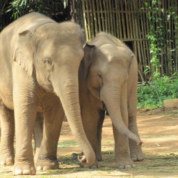 Revisiting pediatric migraine, part 1