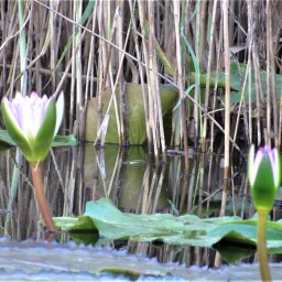 Headaches and psychiatric co-morbidities, part 2