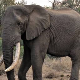 Revisiting migraines part 3: analgesia