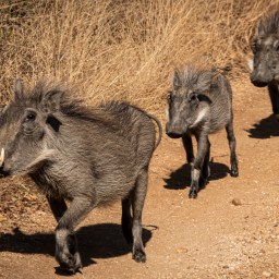 Moving into adulthood